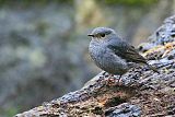 Plumbeous Redstart